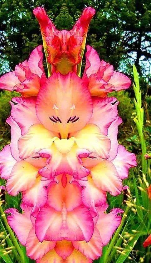 奇花异草图片,展现出自然界中千奇百怪的形态和色彩