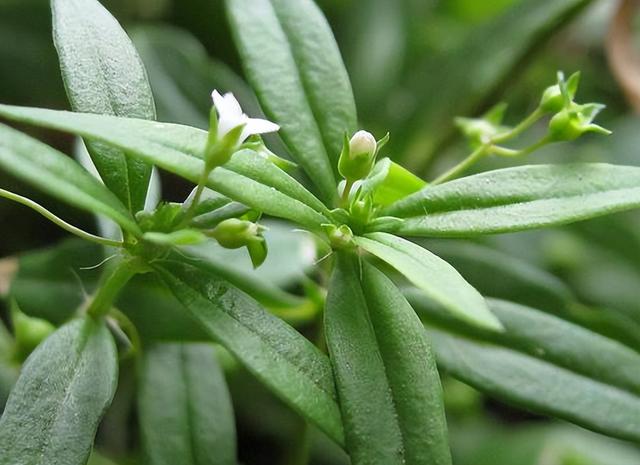 《神农识药》清热解毒药之白花蛇舌草