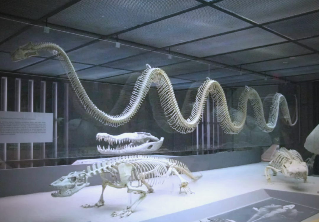 史前巨蟒泰坦蟒的崛起与覆灭:地球气温上升的影响