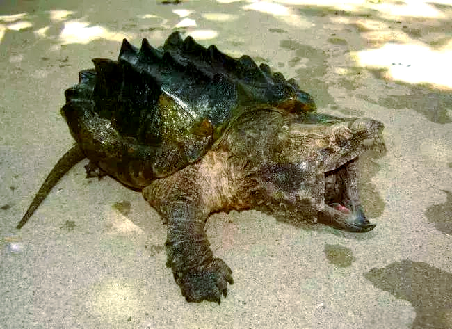 世界上众多凶猛的乌龟,棱皮海龟以锋利咬合力闻名