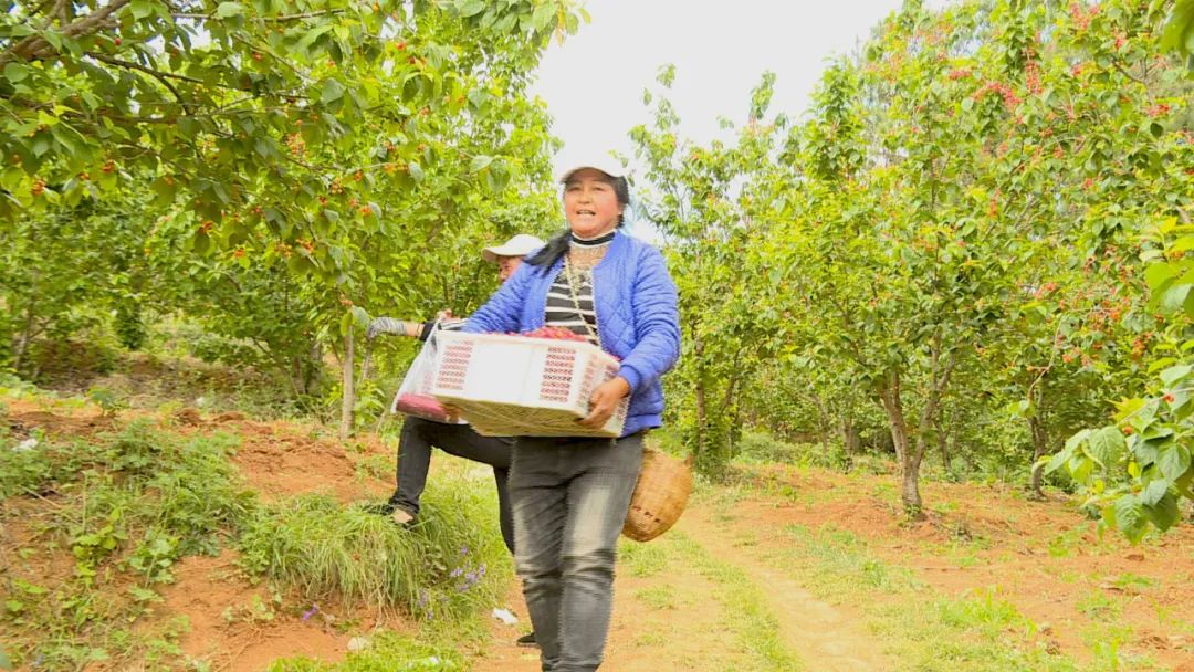 龙街镇龙河村:8000亩樱桃"红"遍山 果农增收笑开颜