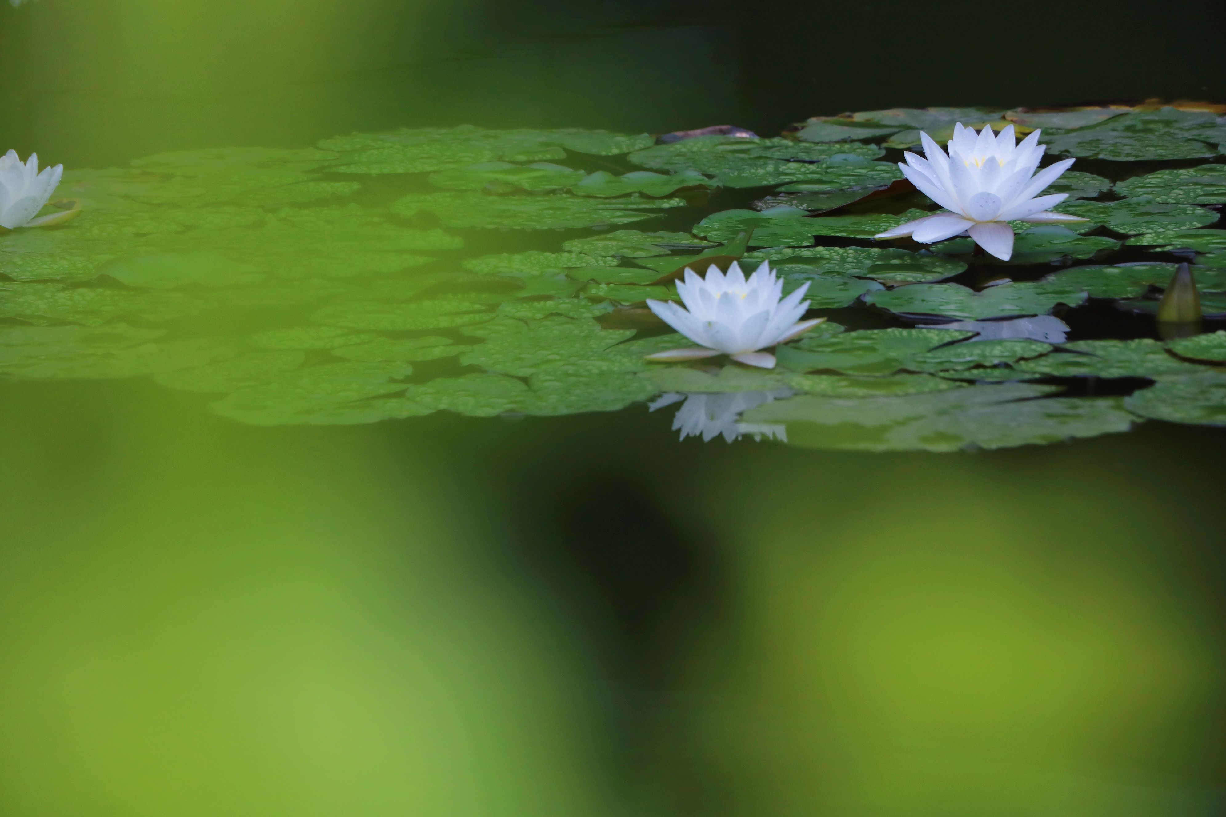 青莲—佛面壁十年