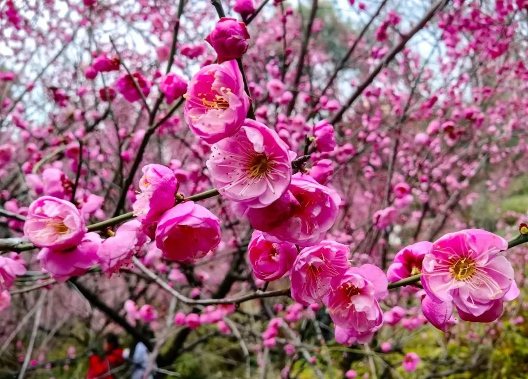 绝美!黄石这里的花花花花全开了