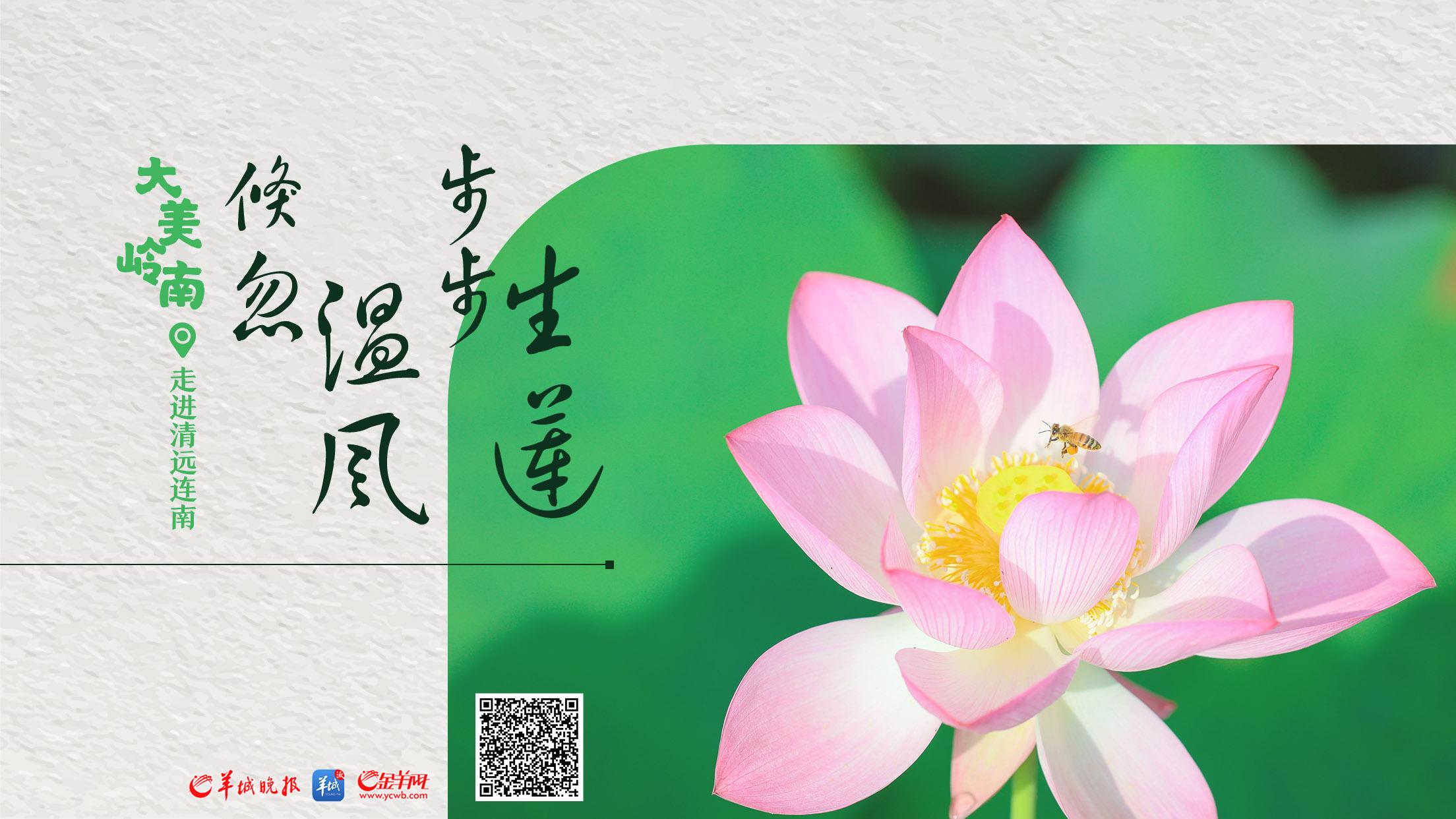 视频·大美岭南|清远连南:倏忽温风 步步生莲