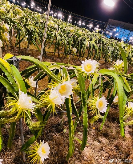 绽放!火龙果开花原来这么美