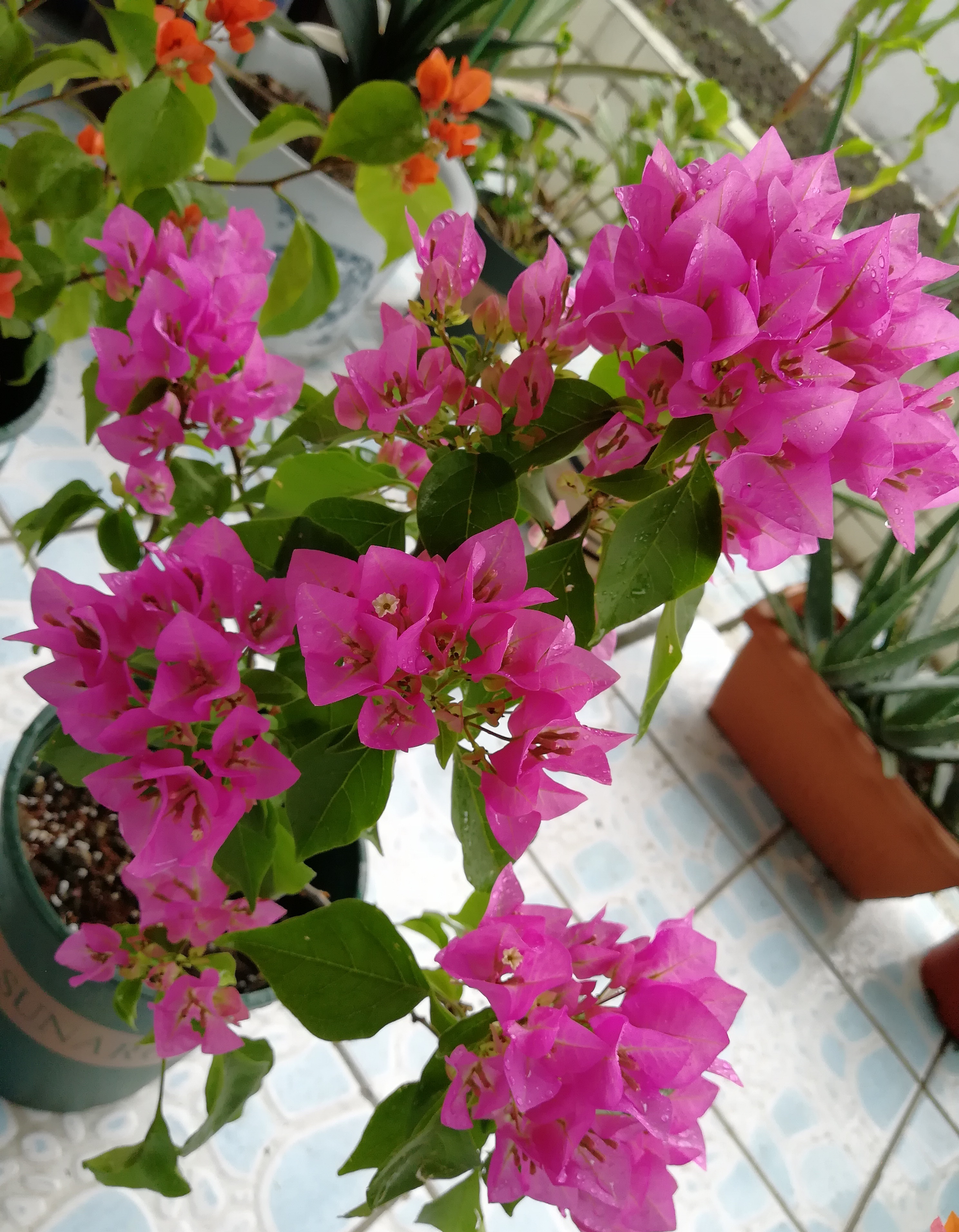 三角梅界的"贵族"—比芭,花色柔美,开花超勤奋,很值得拥有