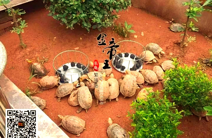 欣赏野生安缘龟:黄缘闭壳龟中的珍稀品种