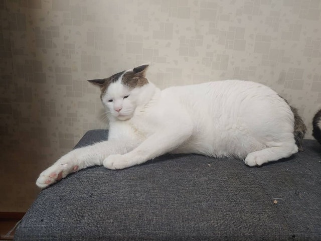 韩国猫咪眼睛整天眯成一条线忧郁厌世脸,被网友封「猫界李荣浩」