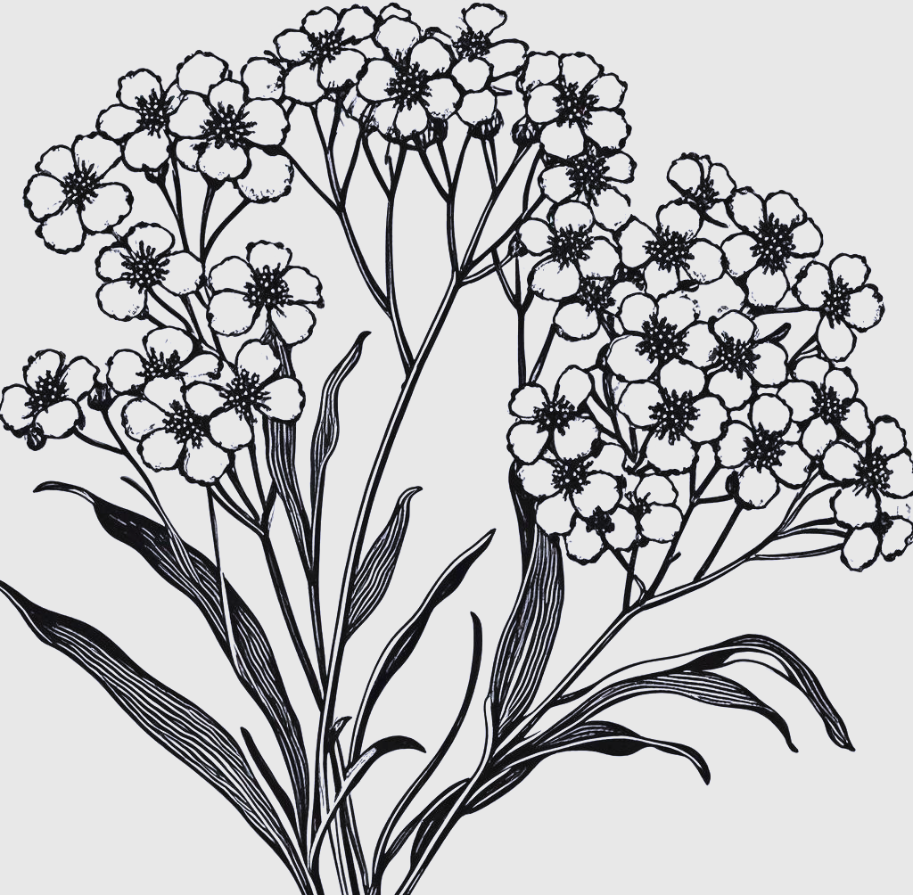 用线条艺术展现满天星的迷人魅力