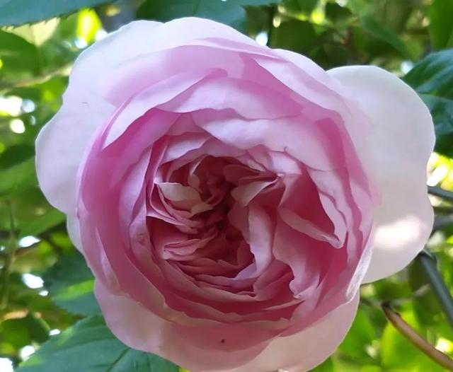 「优秀品种」奥利维亚·罗斯·奥斯汀(olivia rose austin)