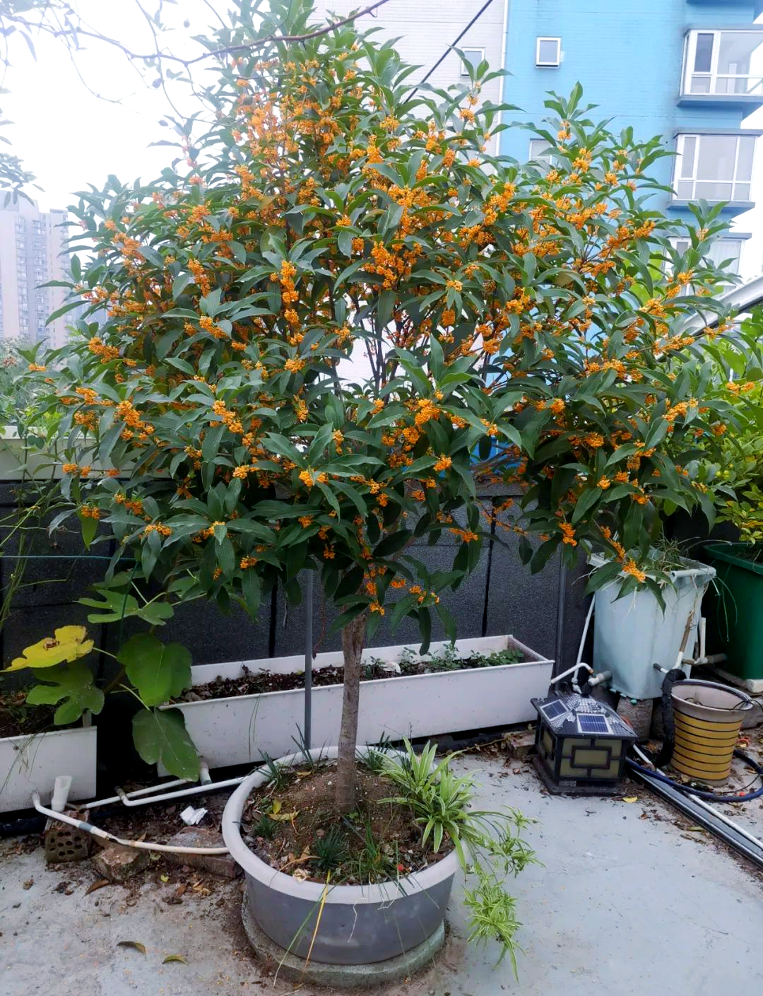 桂花树楼顶种植的二培方法,实践证明其可行性