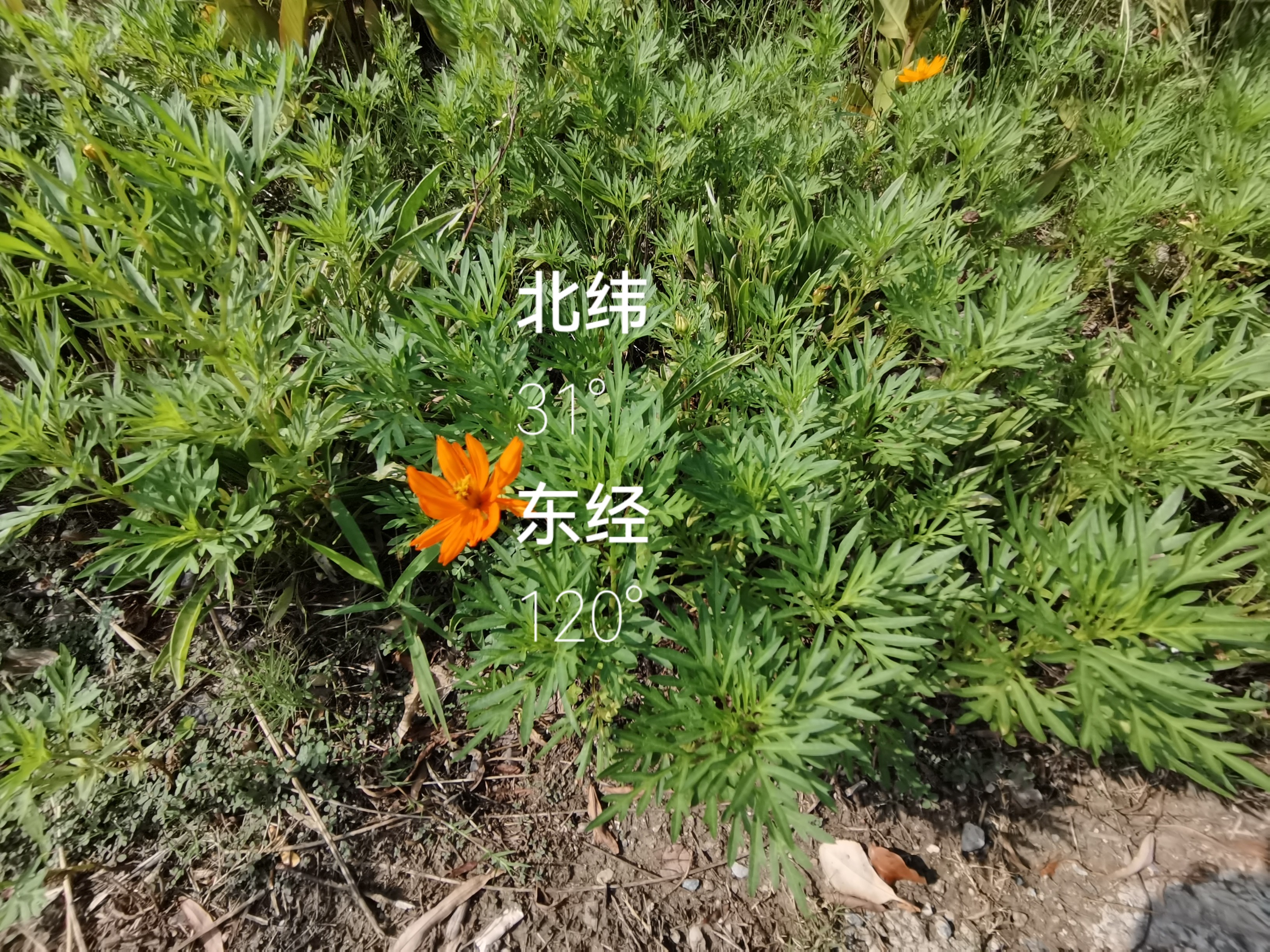 谁人知,青山无奈,流水无言——入侵植物黄秋英