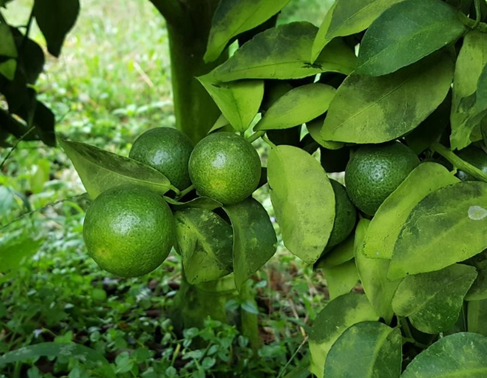 柑橘夏季核心管理要点:管夏梢壮幼果,防日灼防裂果是关键