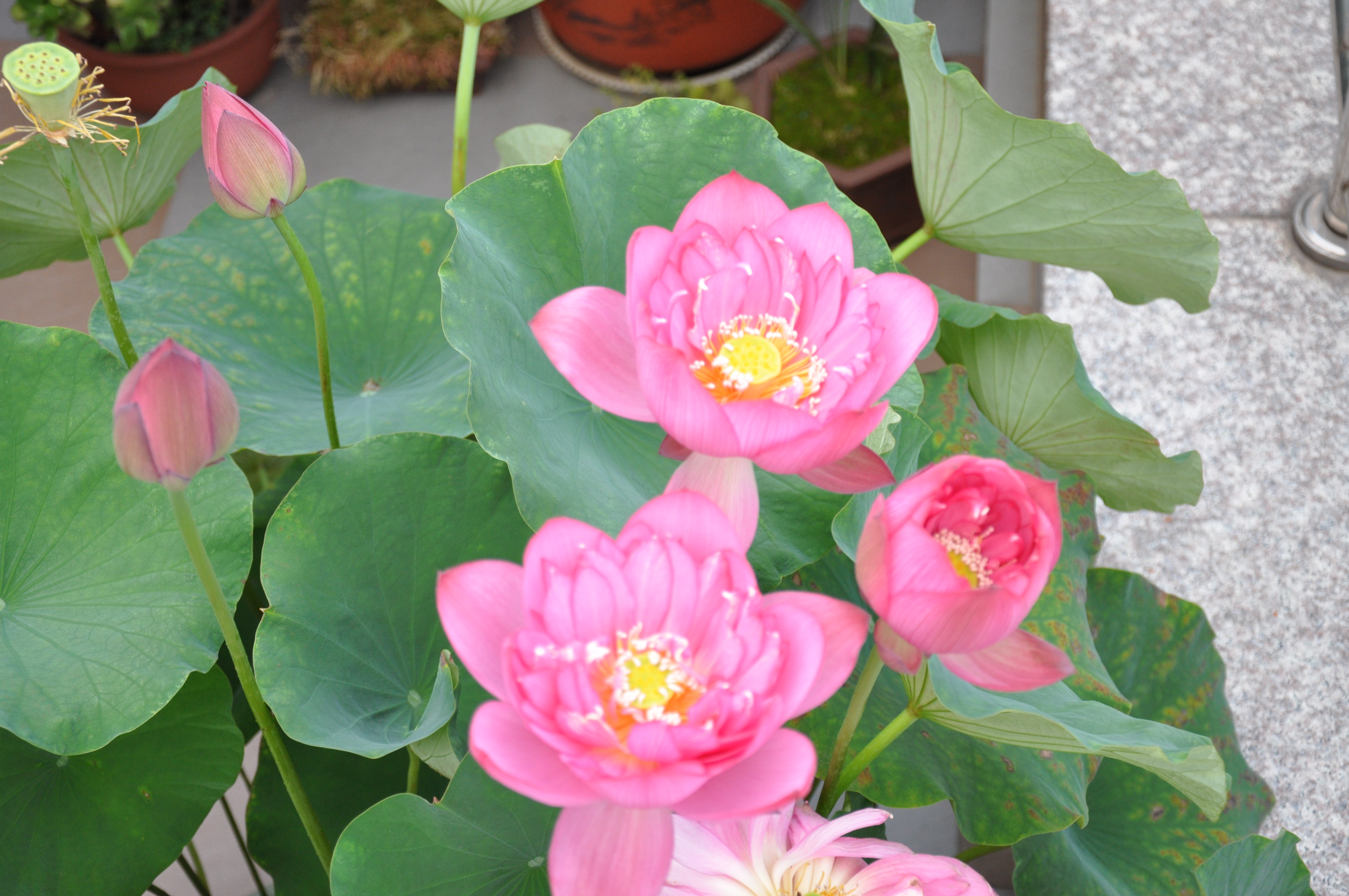 家中盛开七彩莲:碗莲种子的种植方法全过程