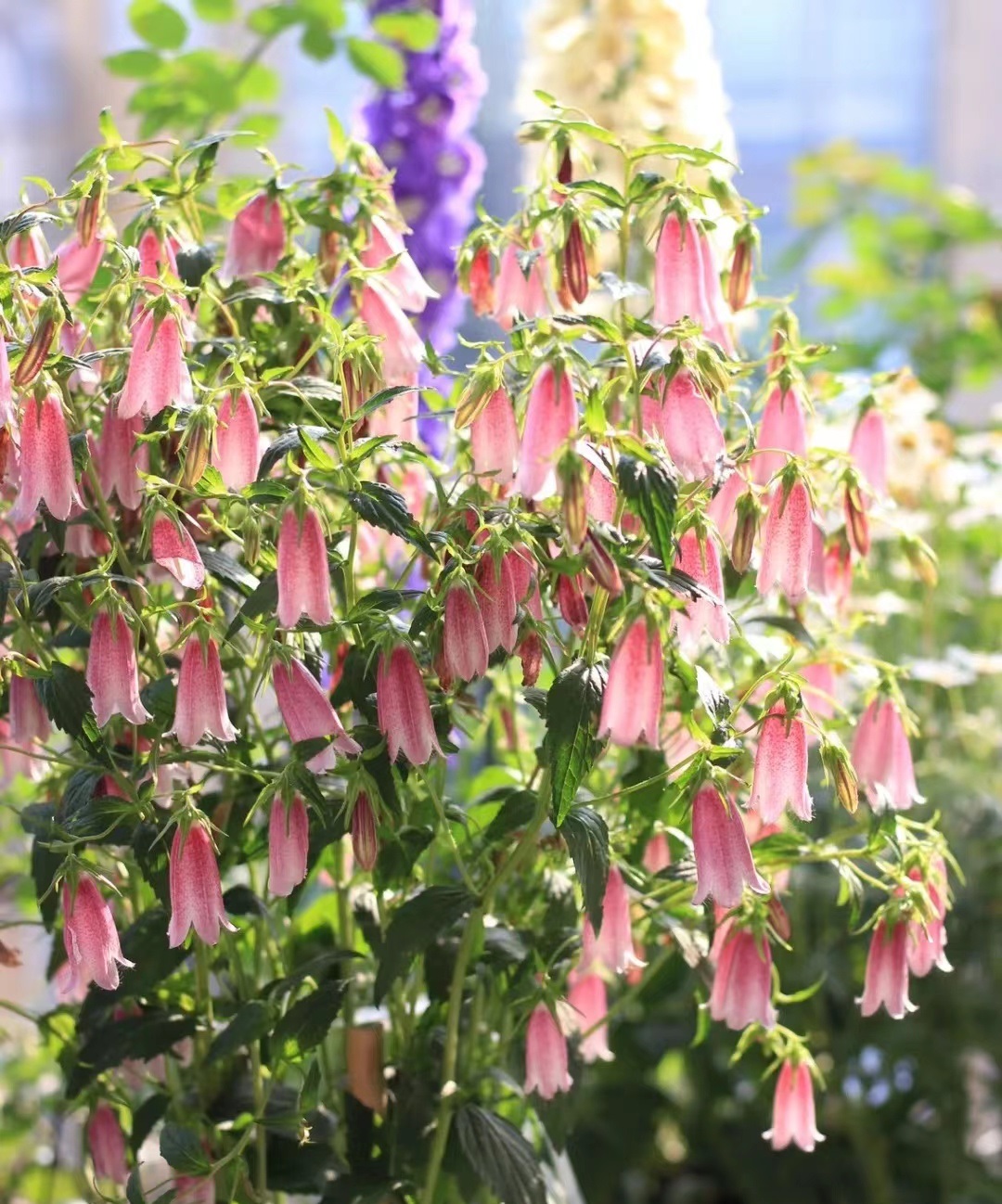 北阳台,封闭阳台养花,就选"紫斑风铃",耐阴好养,开花也勤奋