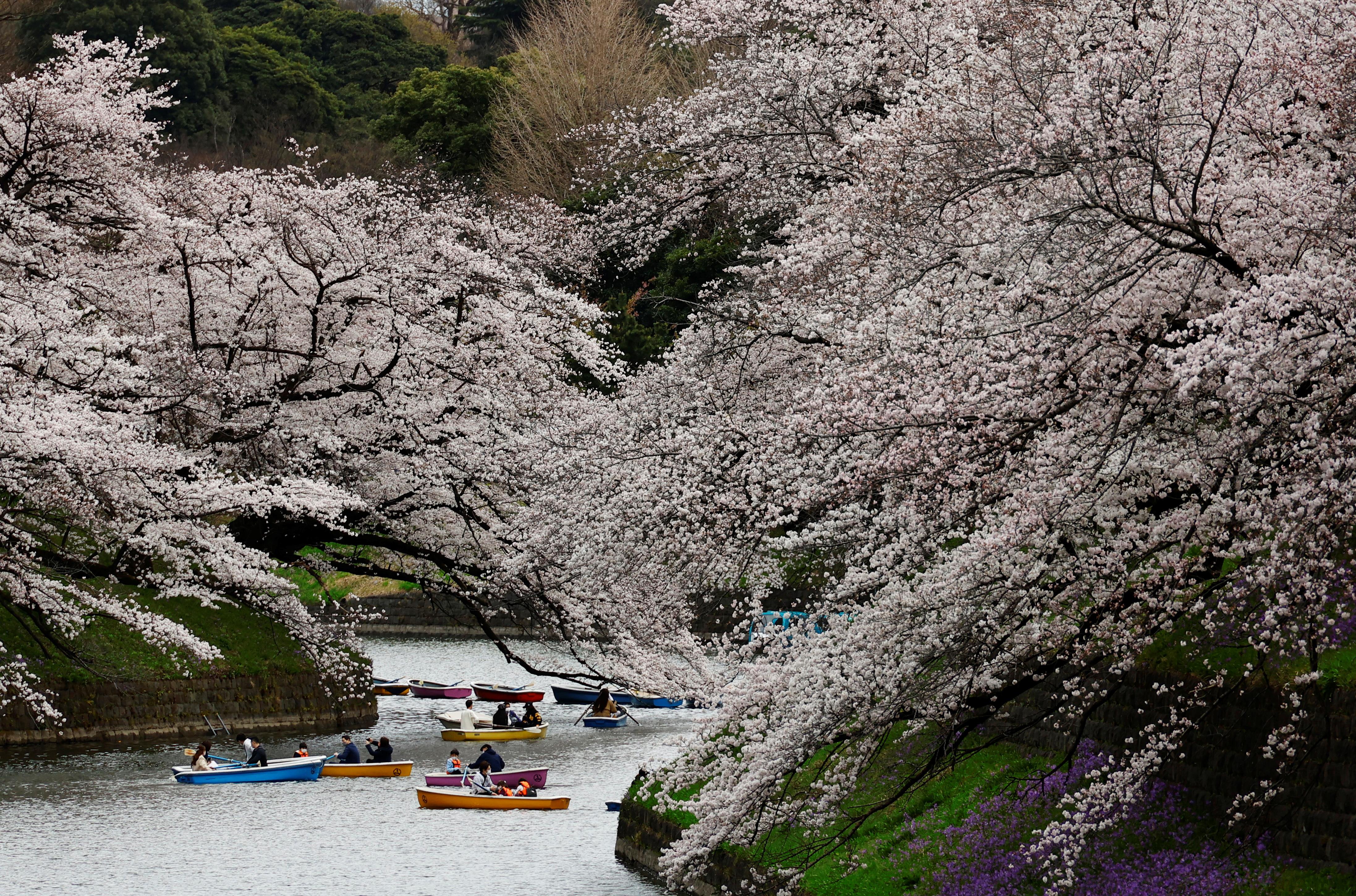 日本东京目黑川樱花盛开