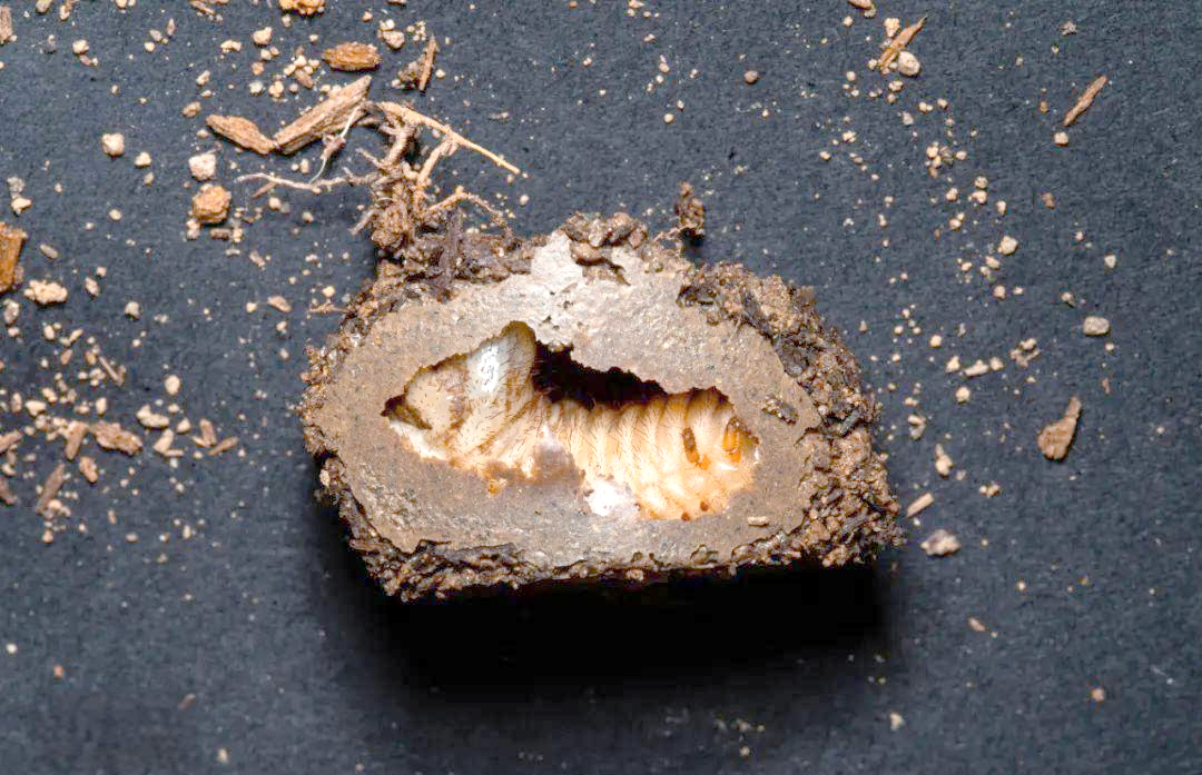 春天探秘:带你深入了解甲虫的奇妙世界