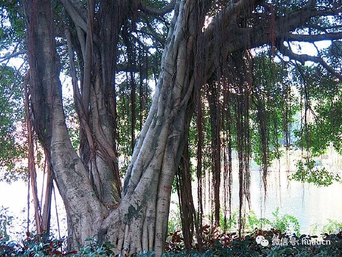 榕根之魅(1):美髯飘飘 气根成枝