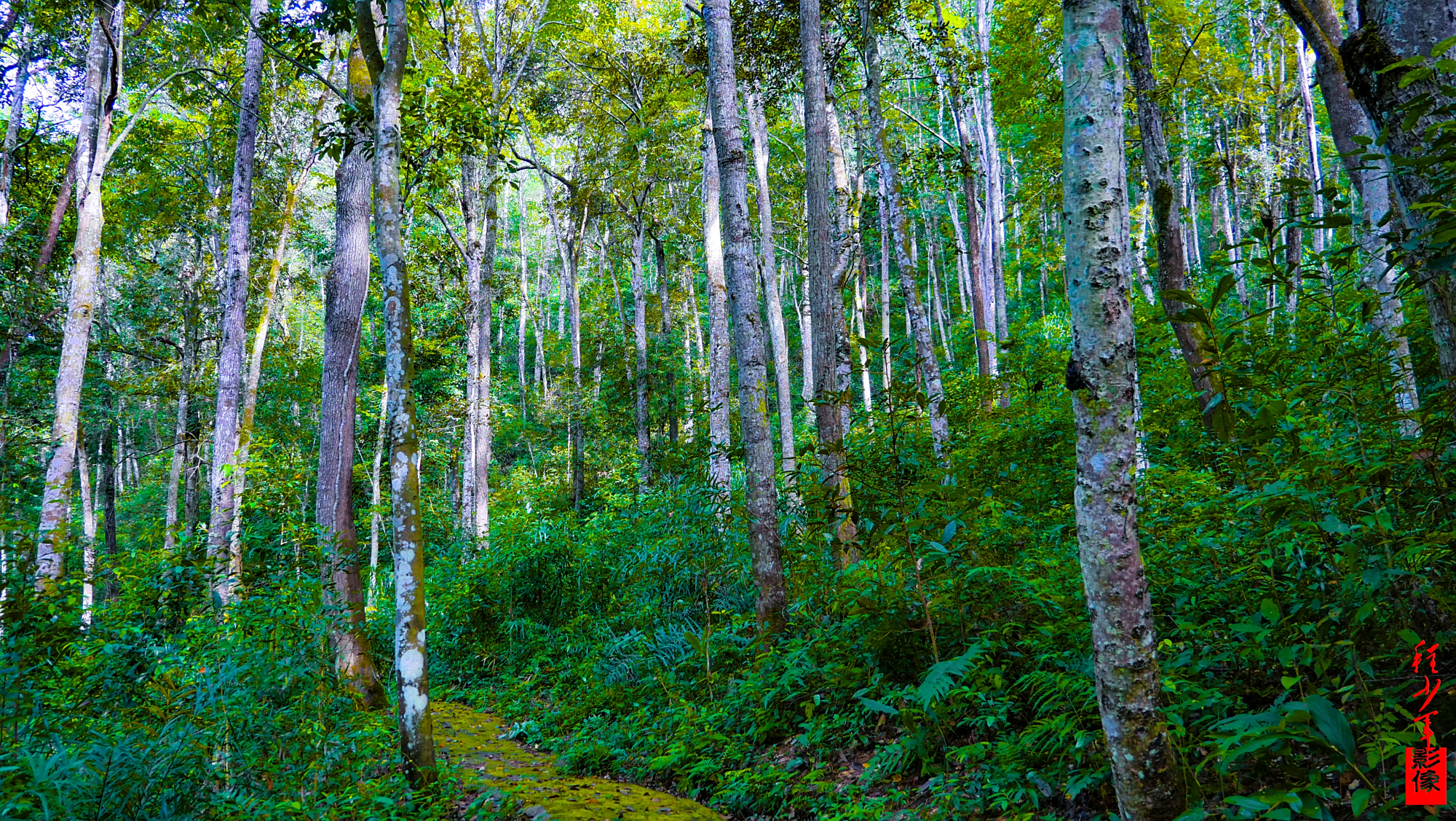 印象金盆山-中亚热带低海拔天然阔叶林的"最后绝唱"