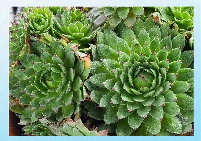 长生草属多肉植物的独特魅力与生命力