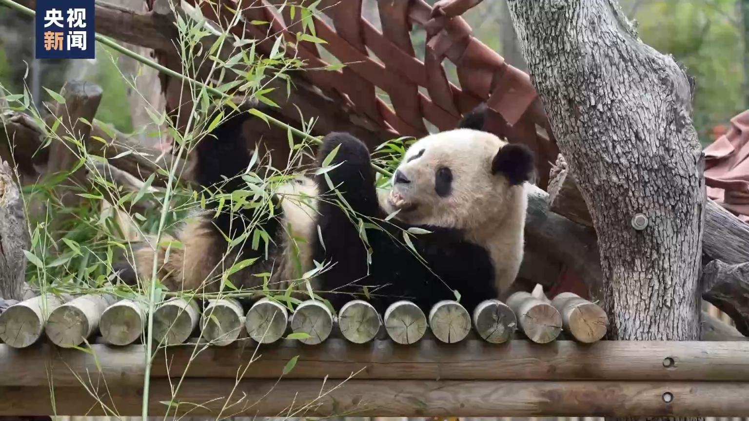 西班牙马德里动物园举办大熊猫欢送仪式