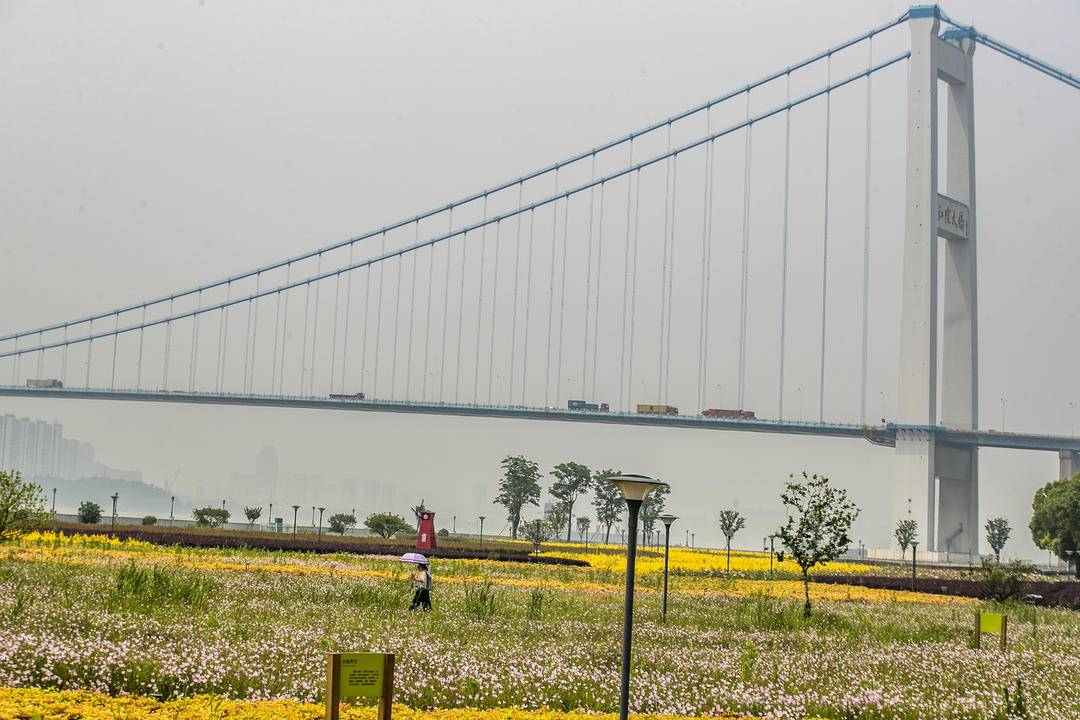 组图|江苏靖江:长江生态美景入画来