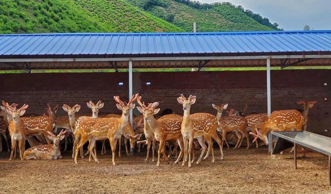 山东梅花鹿养殖场图片