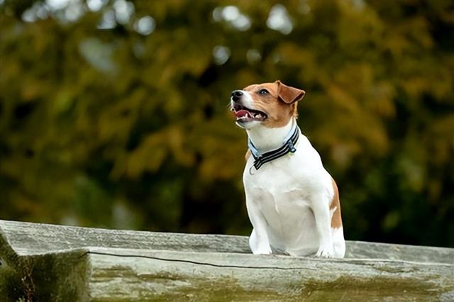 "长寿犬种"5选!和寿命短的狗的区别和长寿的秘诀是什么?