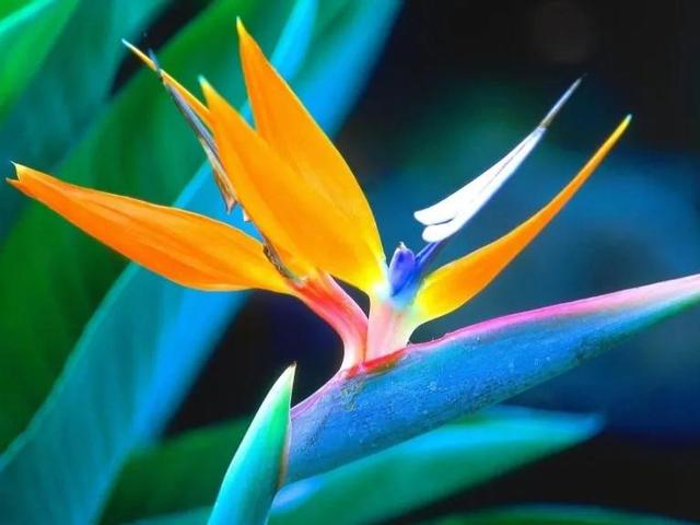 世界上80种罕见奇异鲜花,既开眼界又涨知识,花,名俱全