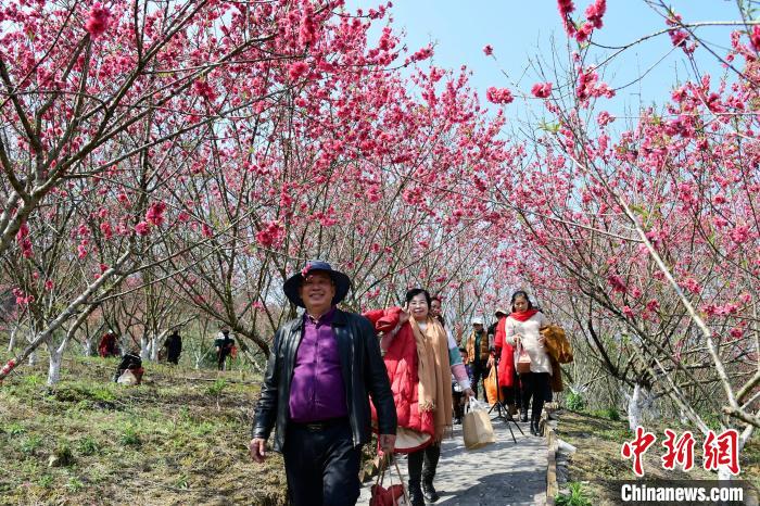 广西仫佬山乡:游人踏春赏桃花