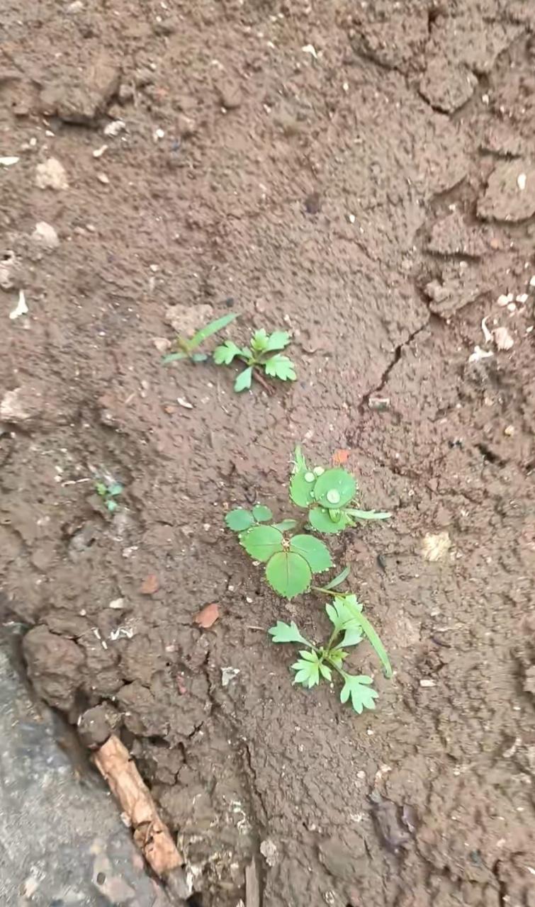 意外吧,我都感到意外,我种的月季种子竟然发芽了!