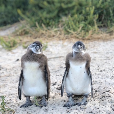 头像|可爱憨态可掬的企鹅真实微信头像图片 第190期