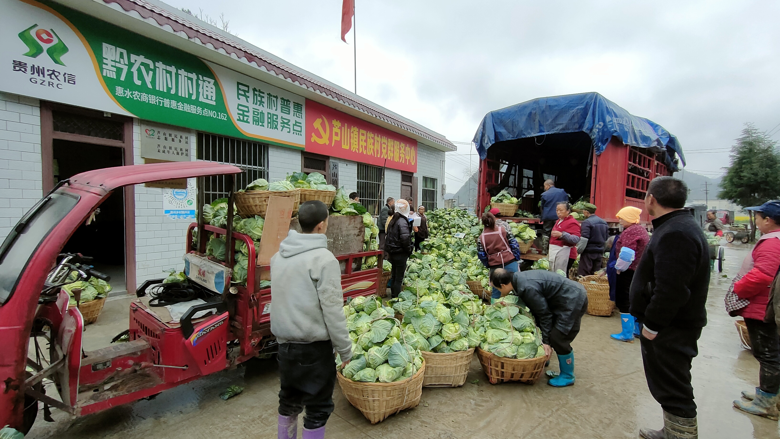 惠水縣蘆山鎮:蔬菜地裡採收忙 產業致富有奔頭