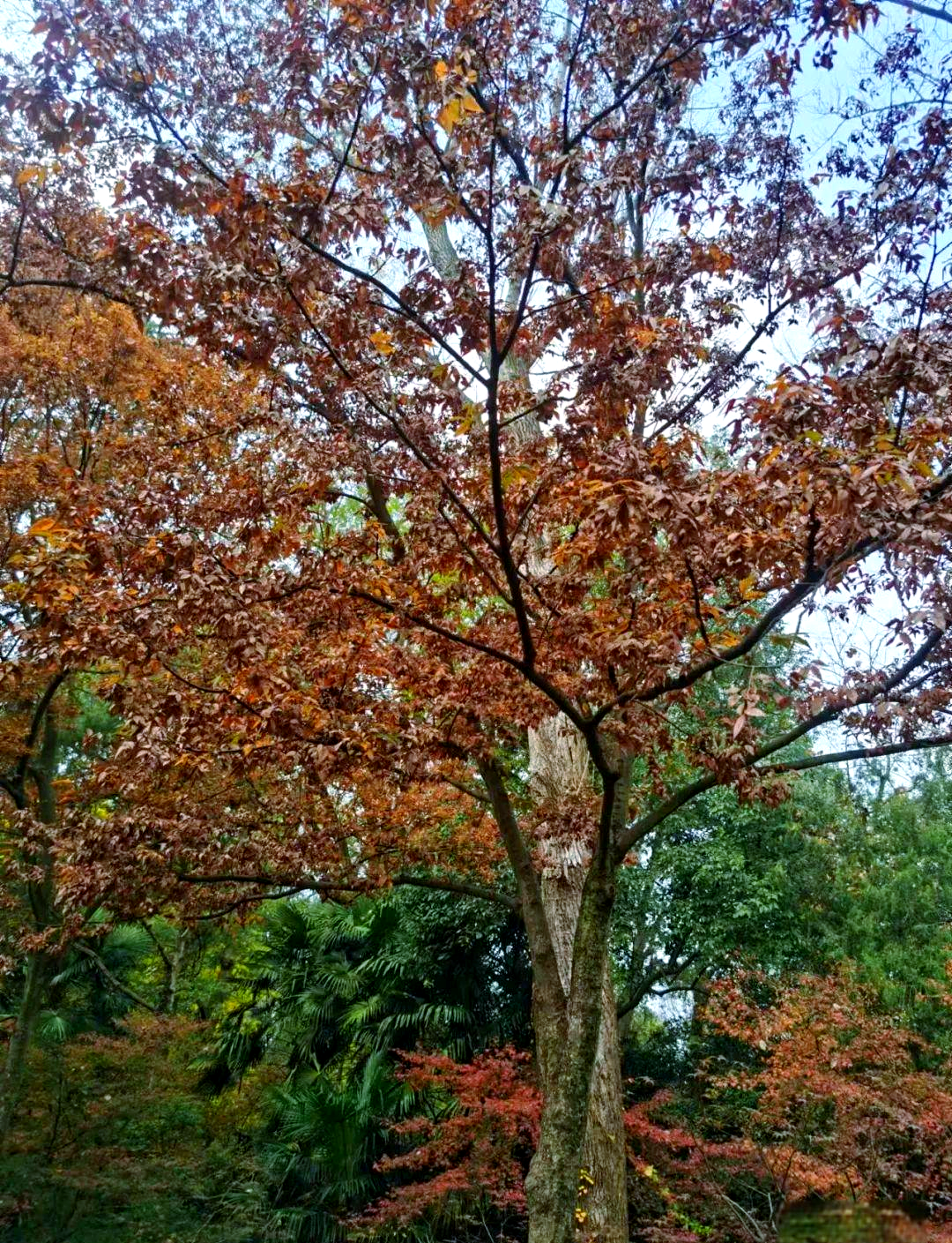 榉树秋日红,景色美如画