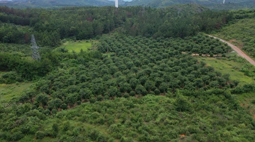 江華杜家田村:苗木種植