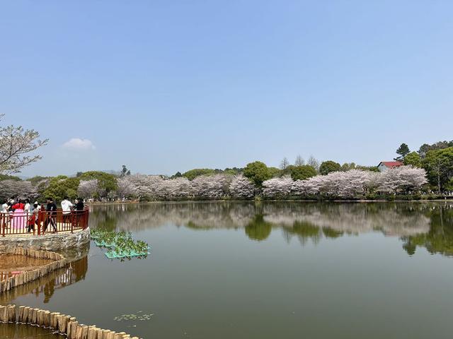 江西省林科院的樱花盛开了