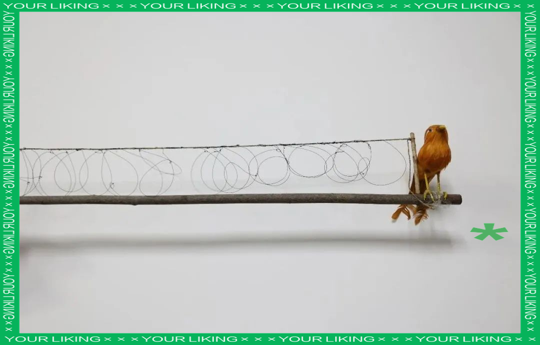 画眉鸟的禁猎之旅与杨某的最终命运