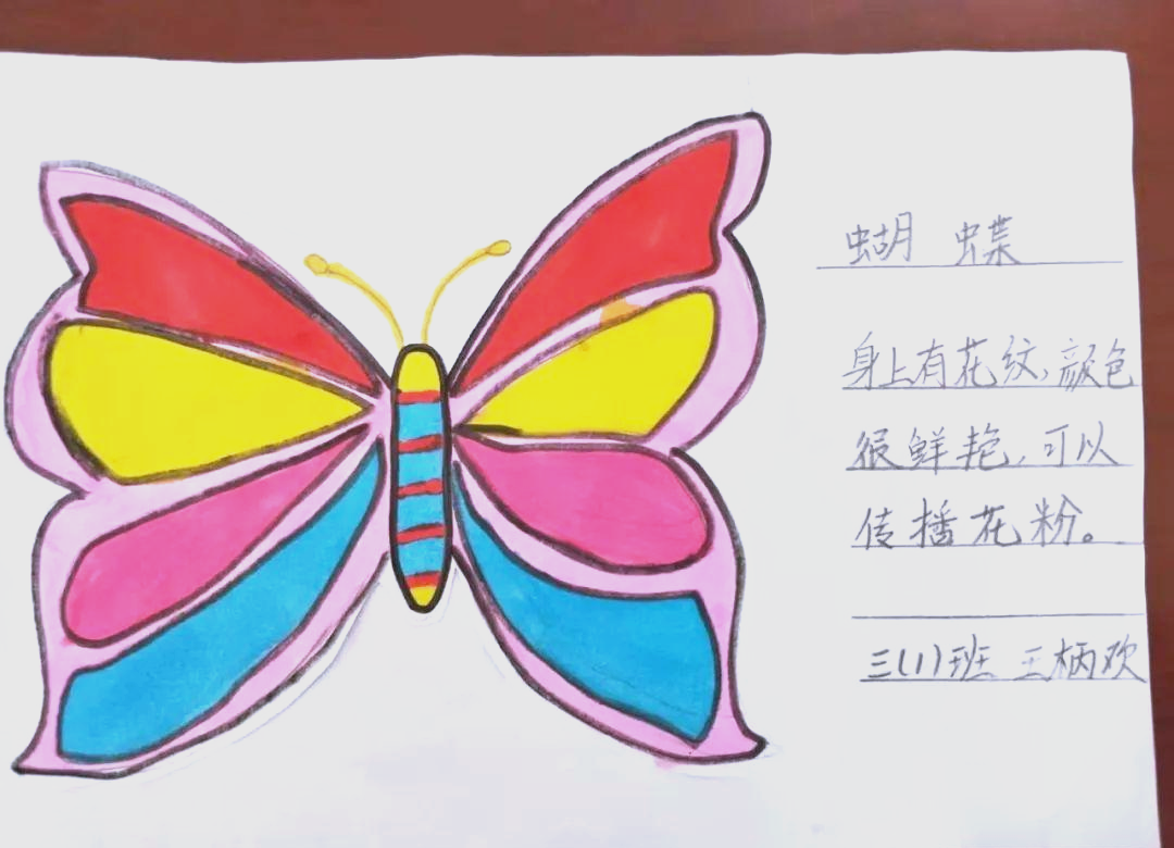 探索昆虫世界:孩子们的精美昆虫小名片展示