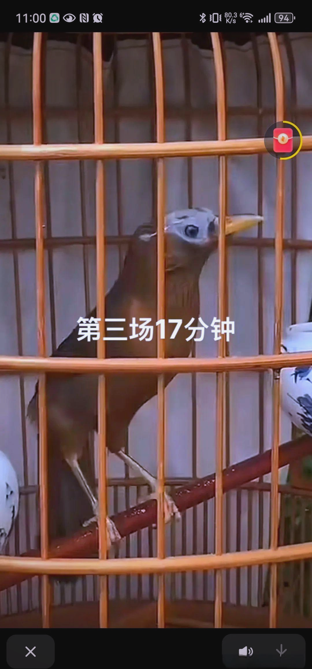 画眉鸟极品脚杆的选择指南