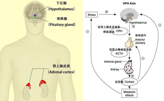 為什麼壓力會導致腎上腺疲勞?如何管理?