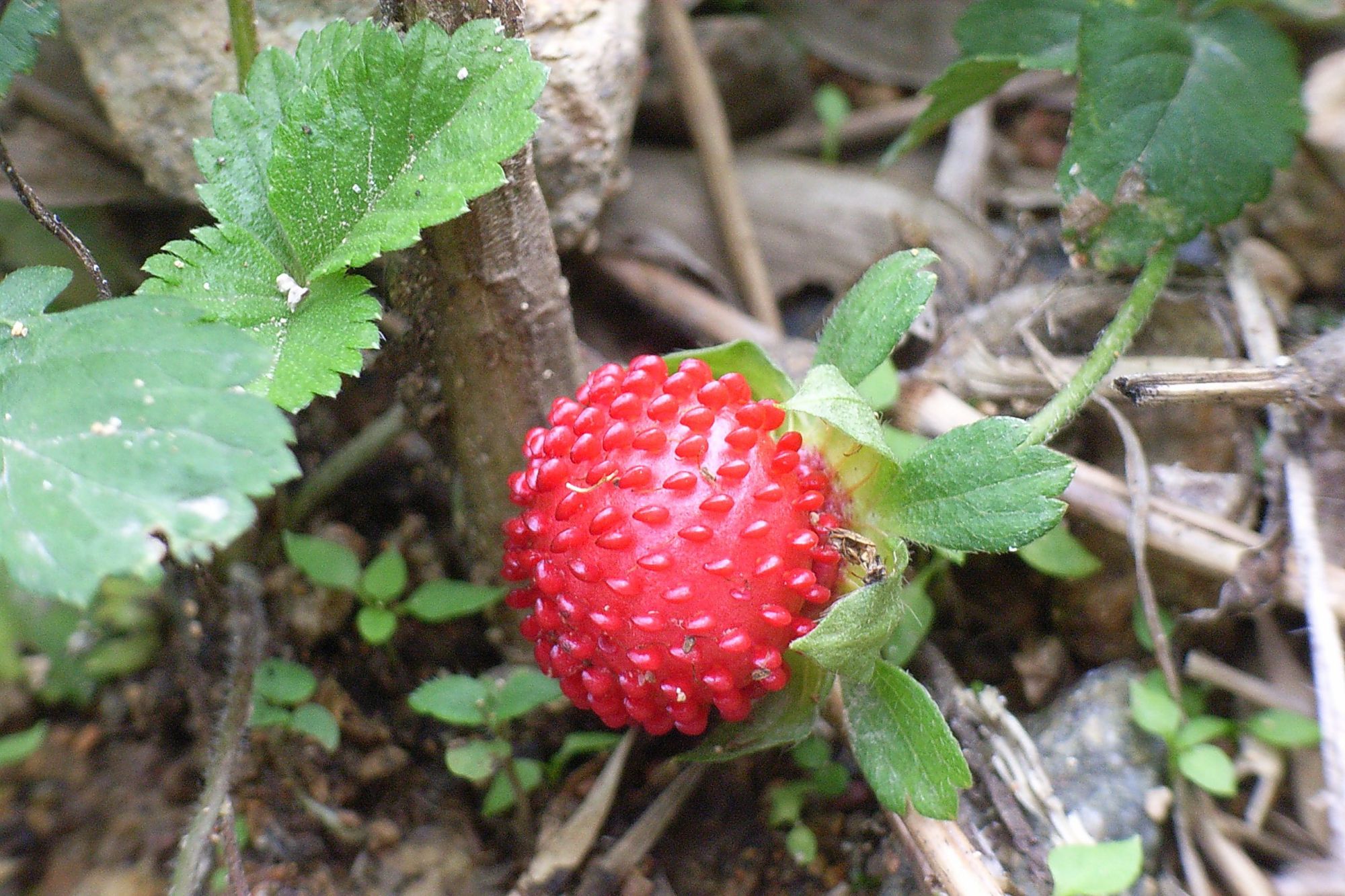 蛇莓:价值很高有草莓味,农村老人却说有毒,是真的吗?