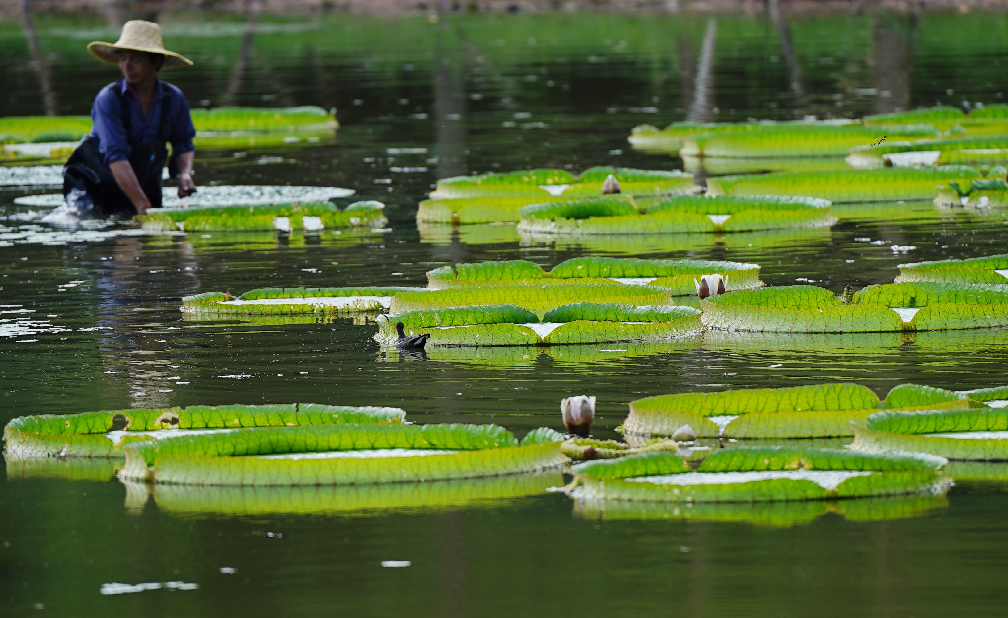 克鲁兹王莲正在盛开!广州市民四季可见"女王"风采