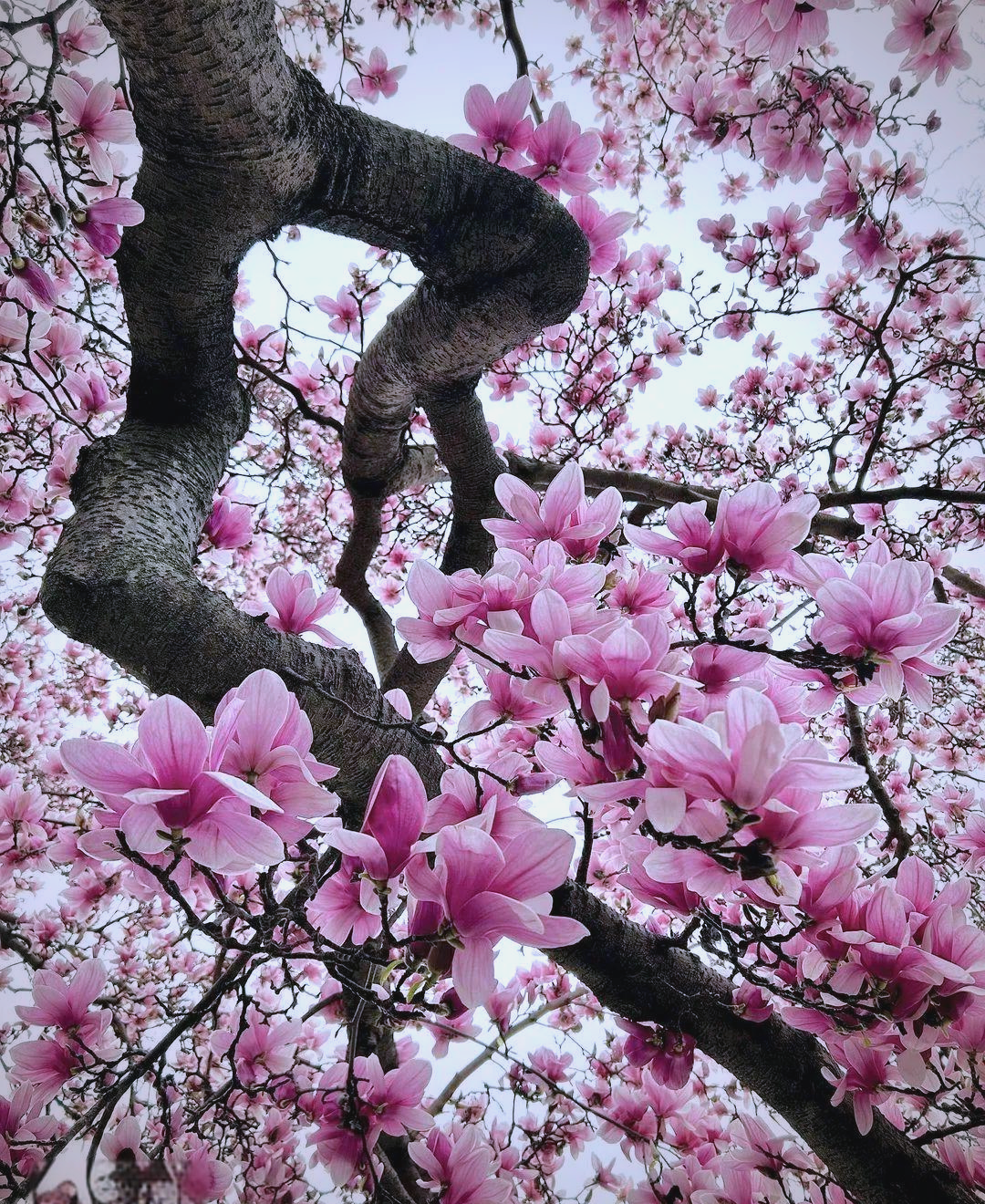 春天玉兰花盛开,掌握这些摄影技巧,拍出美照吧!