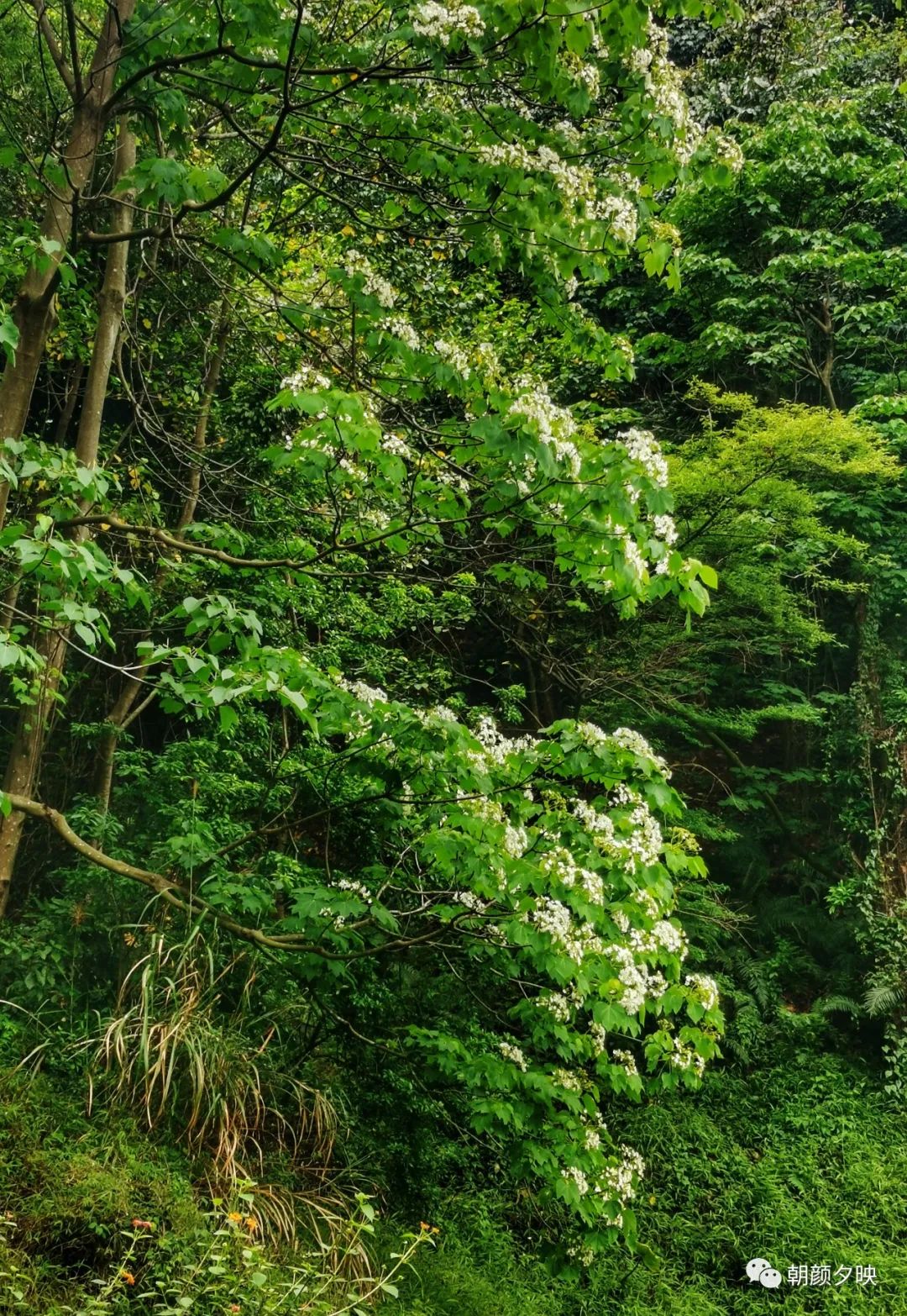 今年的木油桐花,我也是拍了的