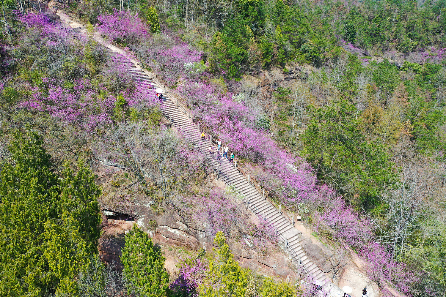 浙江天台赤城山紫荆花浪漫绽放 如诗如画