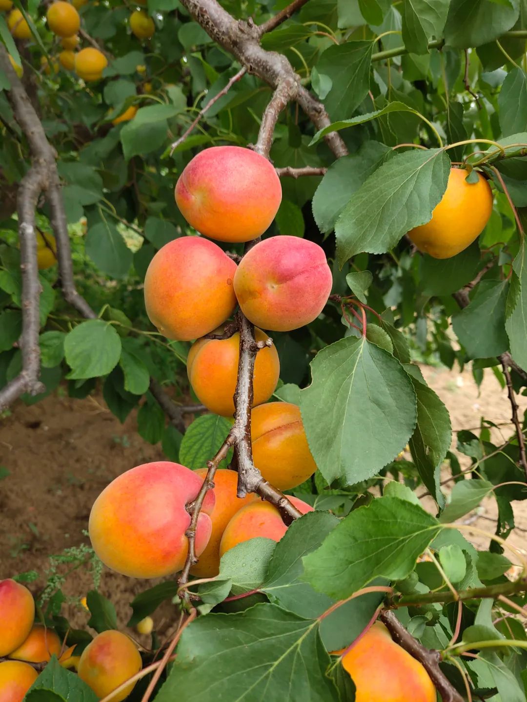 来吃!巨鹿县串枝红杏熟透了