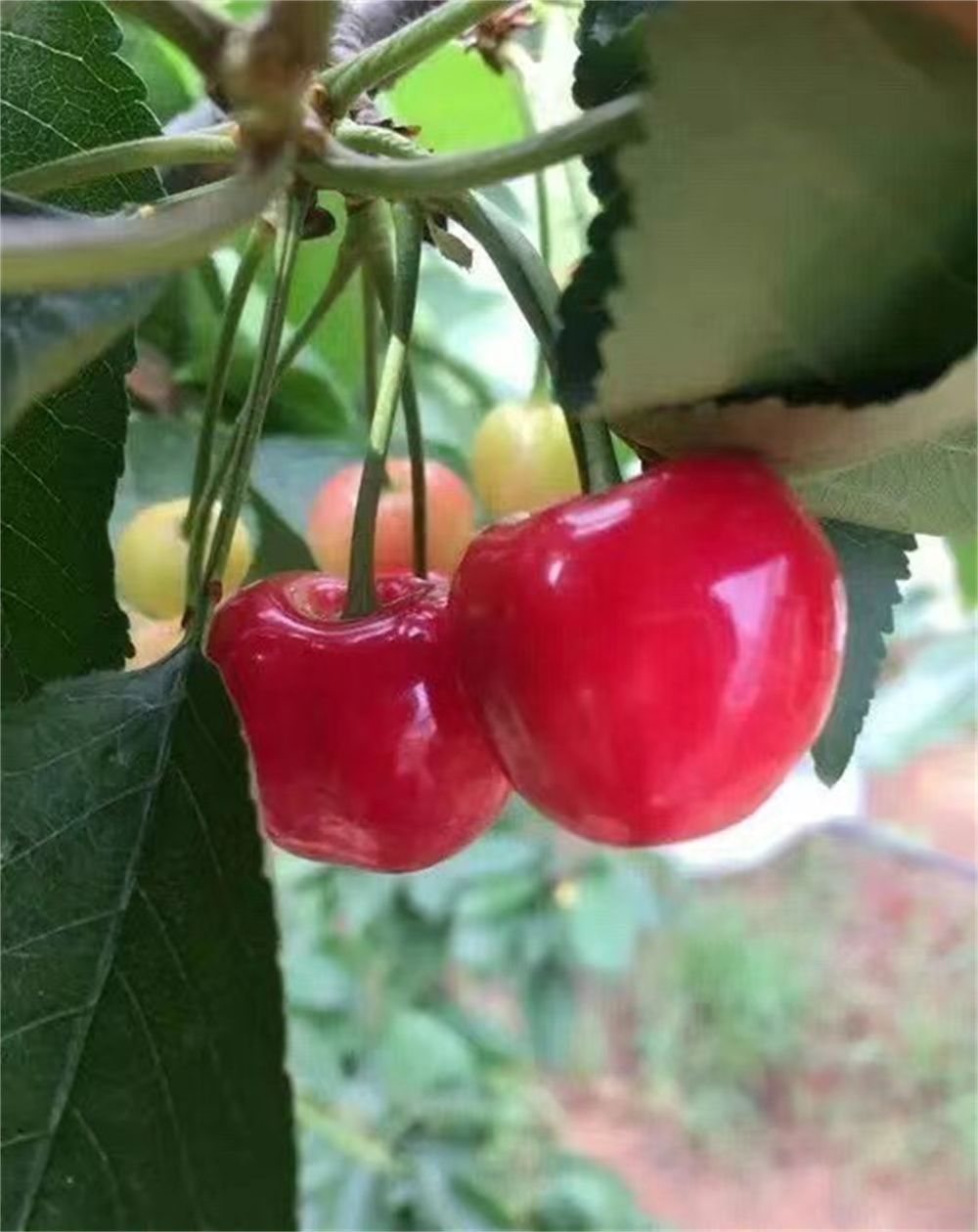 塔玛拉樱桃苗基地