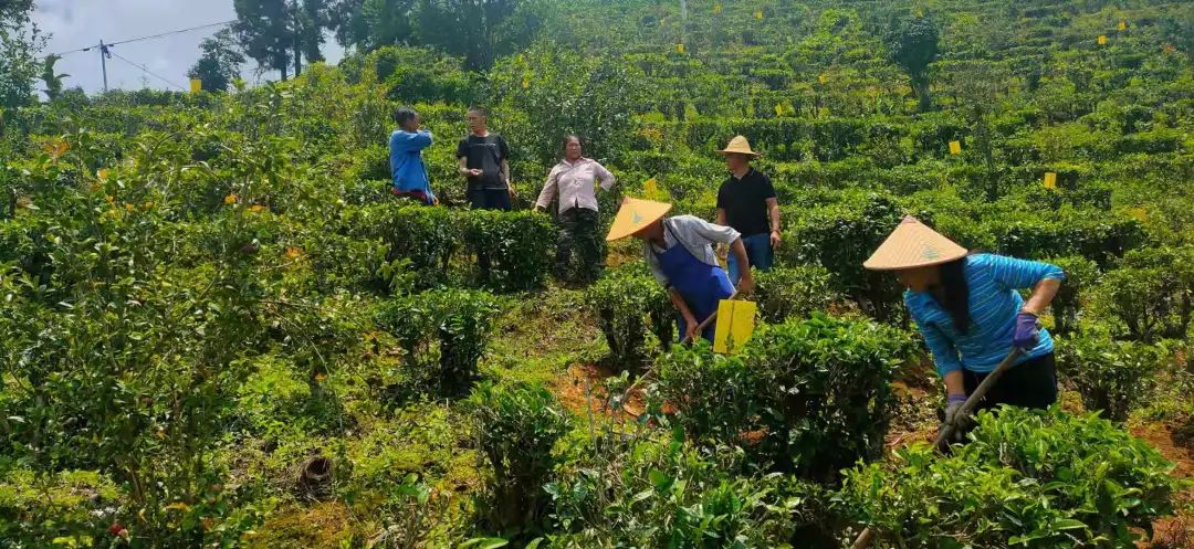 梁河县杨新洲:情暖根与土 同奔致富路