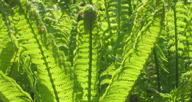 种子蕨的分类采用形态分类方法