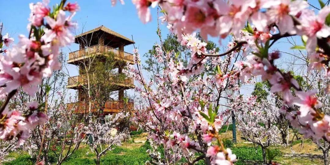 花开安徽 向春出发丨赏桃之夭夭,快来阜阳临泉桃花岛